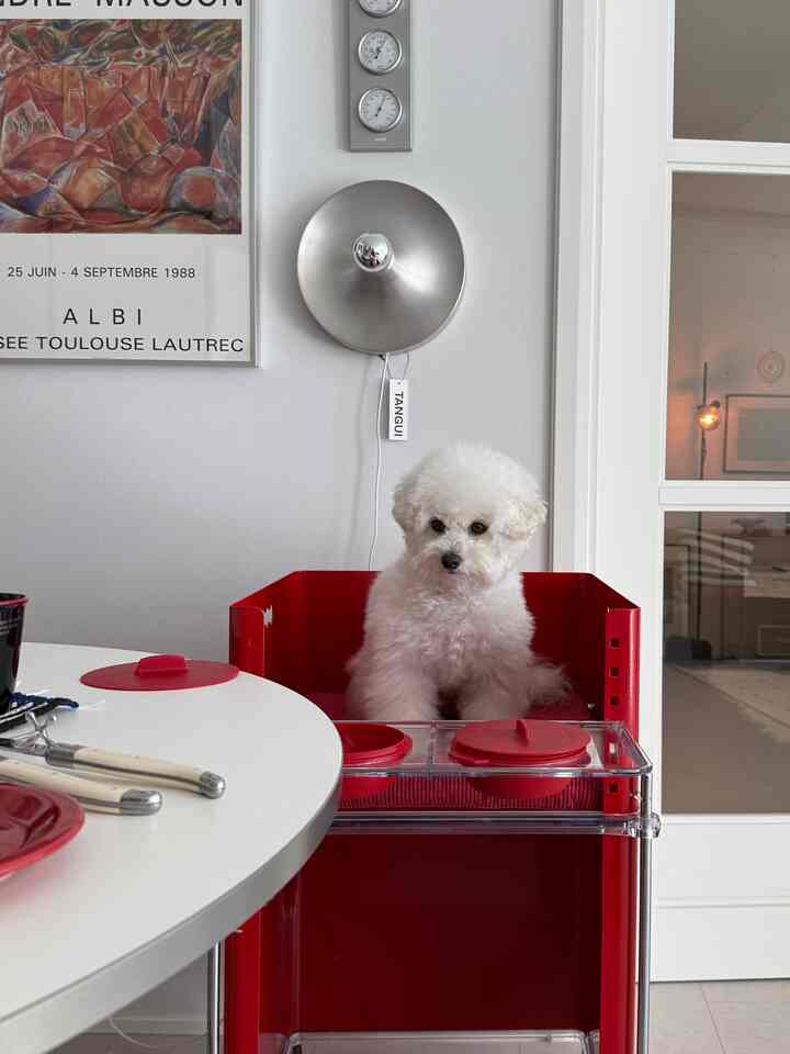 White and red toned kitchen space featuring a red pet cart with a white dog, modern and clean interior