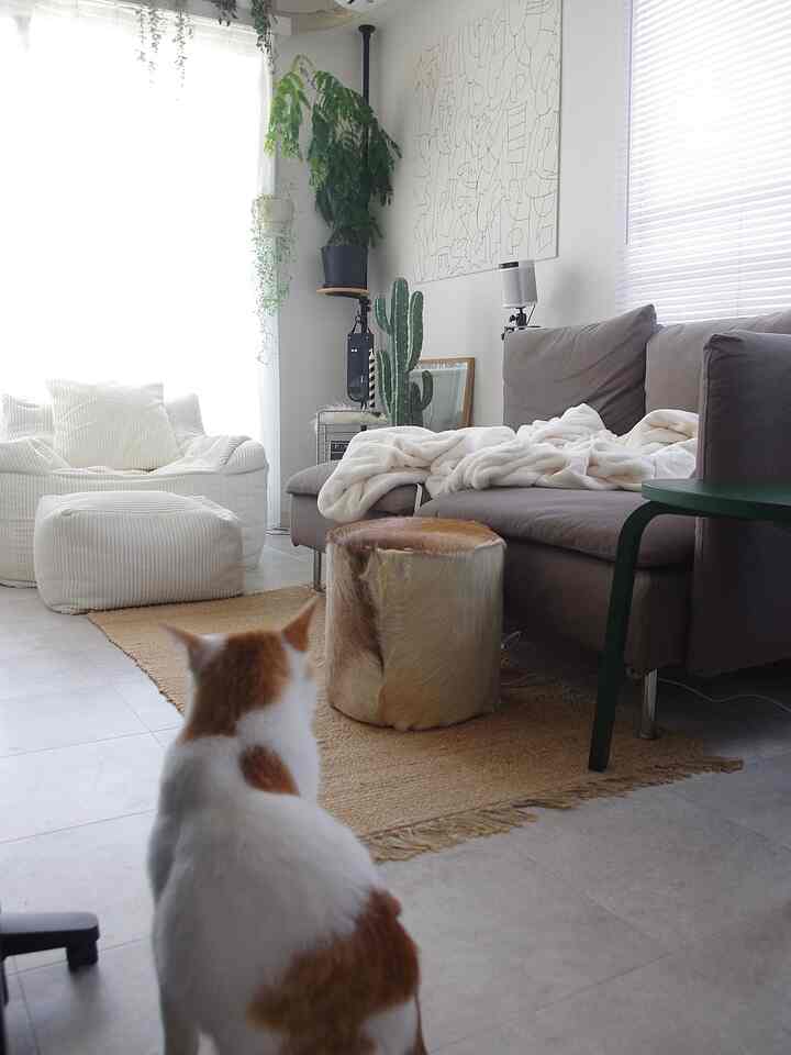 White and brown toned living room featuring sofa, bean bag, and plants in a natural modern style