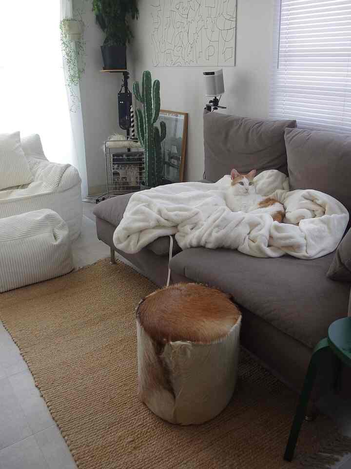 Beige and brown toned living room featuring a brown sofa with a cat resting on a blanket, creating a cozy atmosphere