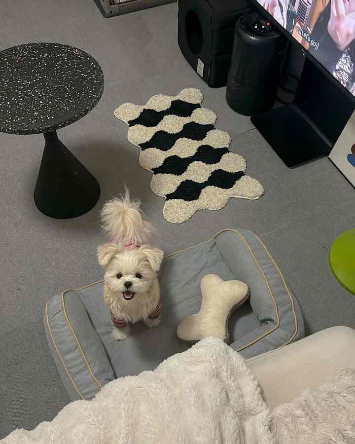 Gray and white toned single household bedroom featuring a pet bed and side table in a cozy setting
