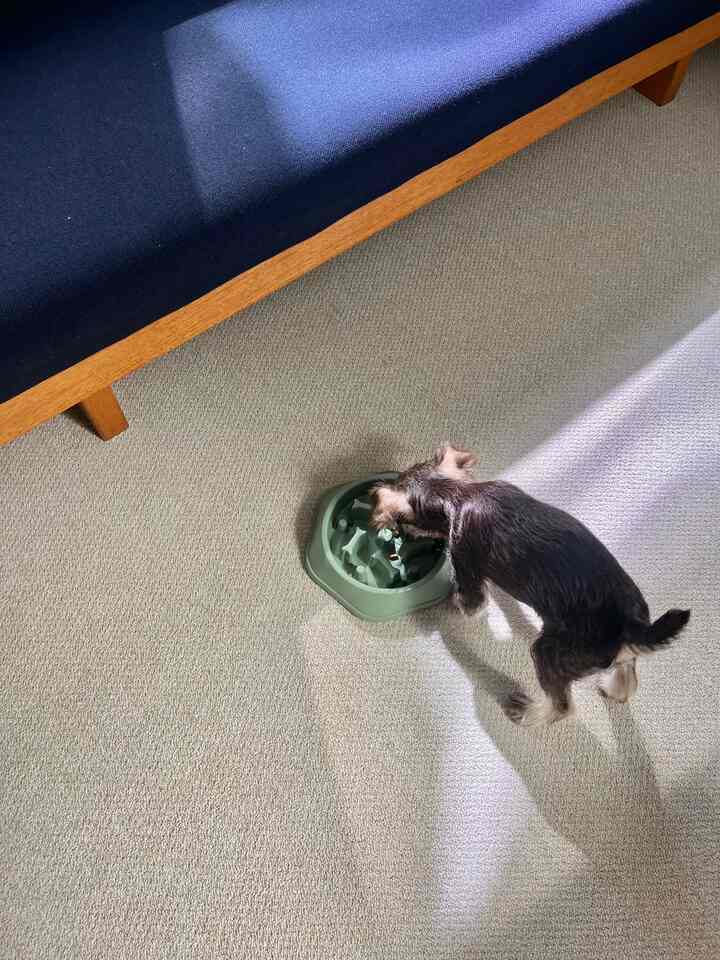 Bright beige tile carpet floor with natural wood frame navy sofa in living room; small dog eating from green food bowl on floor