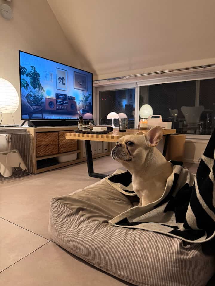 自然な白とライトブラウンの色調のリビング、犬がくつろぐペットベッドとテレビ、木製コーヒーテーブルが配置された雰囲気のある空間