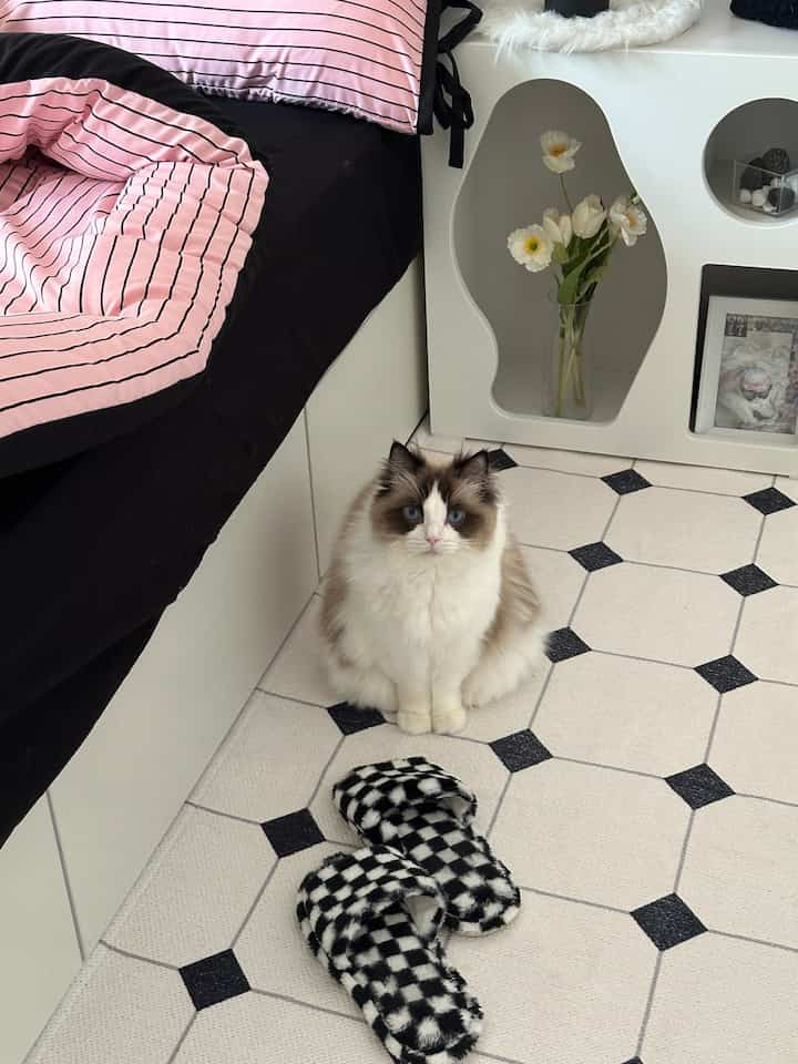 ホワイトとブラックのタイル床の寝室、チェック柄のスリッパとピンクのストライプの寝具があるベッドの隣にかわいい猫が座っている空間