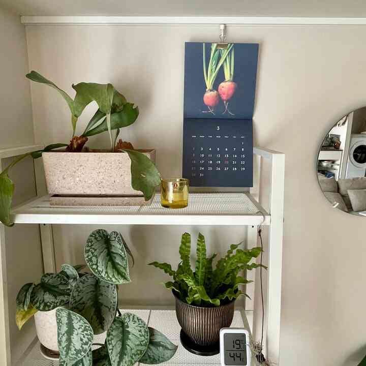 気づけば3月
窓全開で19℃🌷
#リノベーション #マンションリノベーション 
#howwelive #mylvngrm #apartmenttherapy
#interiordesign #interiordecor #interiorinspo
#interiorgreen #観葉植物 #muebe
