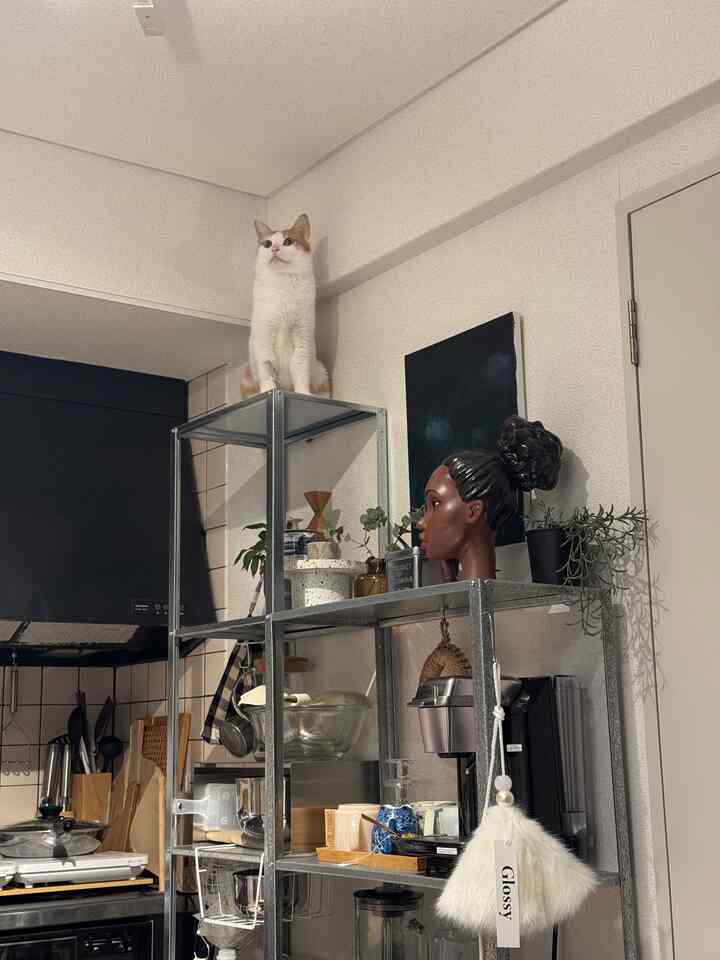 ナチュラルな雰囲気のキッチン、メタル棚の上に猫が座り、多様なキッチン用品と植物が配置された印象的な空間