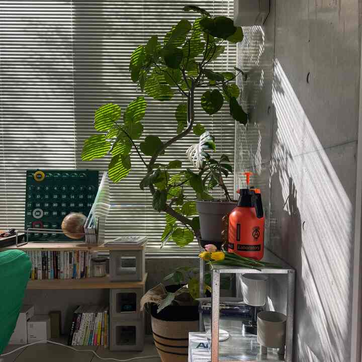 ウンベラータをセンターに📸

#インテリア #インテリア雑貨　#観葉植物 #小物インテリア 