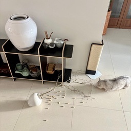 봄맞이 조화로 분위기를 내려다가
이런 대참사를 불러올 줄이야..
봄맞이 대환장파티 🤣🤣
이렇게 조화는 처음이자 마지막 만남이 되었어요. 
‘개나리 장난칠 때부터 알아봤다-_-’
영이오브제 나뭇가지 조화는 철사처럼 구부리면 
그대로 유지가 되어 구부려서 넣어두면 
쓰러지지 않고 스더라고요! 
나뭇가지도 제가 원하는대로 연출이 가능하니
마음대로 수형을 잡을 수있어요! 
저는 마지막 만남이었지만
부디 누군가에겐 영원한 만남이길 🤣
#봄이왔나봄 #선반 #책장 #장식장 #모듈선반장 #모서리스크래쳐 #고양이 #집사인테리어 #냥테리어 #펫테리어 #벽지스크래쳐 #편백큐브 #항아리인테리어 #오브제 #다기세트 #포스터 #나뭇가지 #나뭇가지인테리어 #조화 #조화인테리어 #고양이집사 #선팔 #맞팔 #좋아요 #스크랩 #오친님들 #사랑해요 