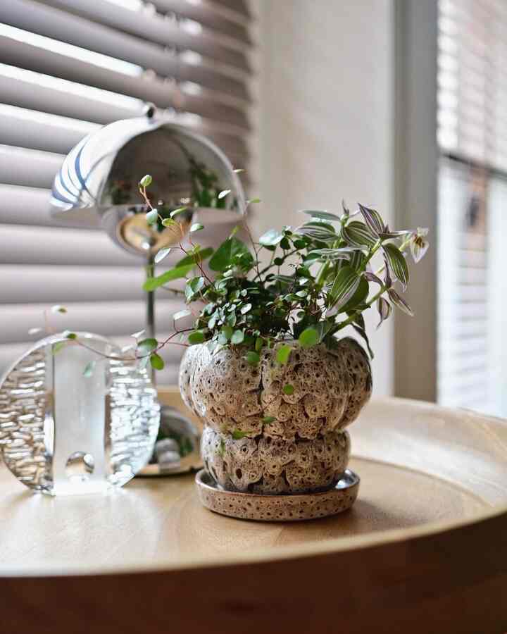 Membeli pot baru di Biotop 🪴
Kalau bicara soal pot, saya suka pot yang warnanya kalem, tapi tekstur dan bentuknya unik.
#Tanaman hias #グリーン #鉢植え