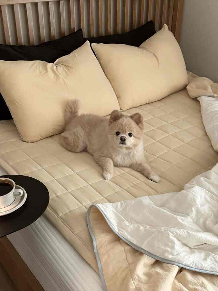 ベージュと白のトーンの寝室、中央にキルティング掛け布団の上に小さな犬が横たわる、雰囲気のあるインテリア