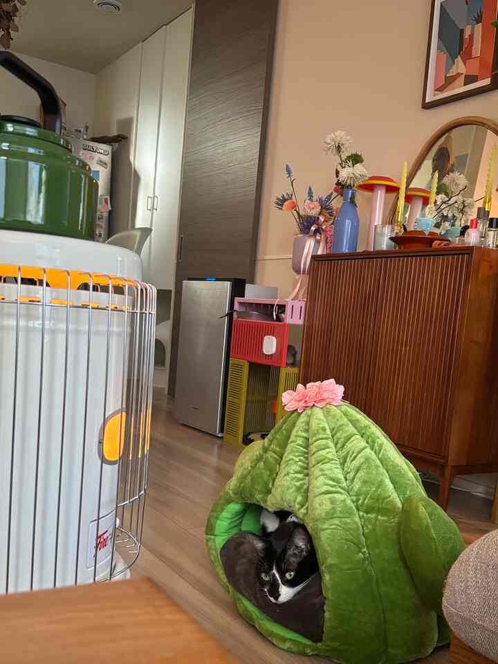 ナチュラルカラーと木目調のリビングルーム、中央前方に猫用の緑色のサボテン型ペットベッドと白い石油ストーブが配置された雰囲気のあるインテリア