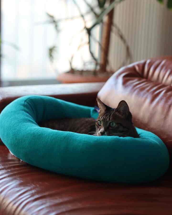 A brown leather sofa featuring a green cat cushion with a cat resting comfortably inside in a cozy room