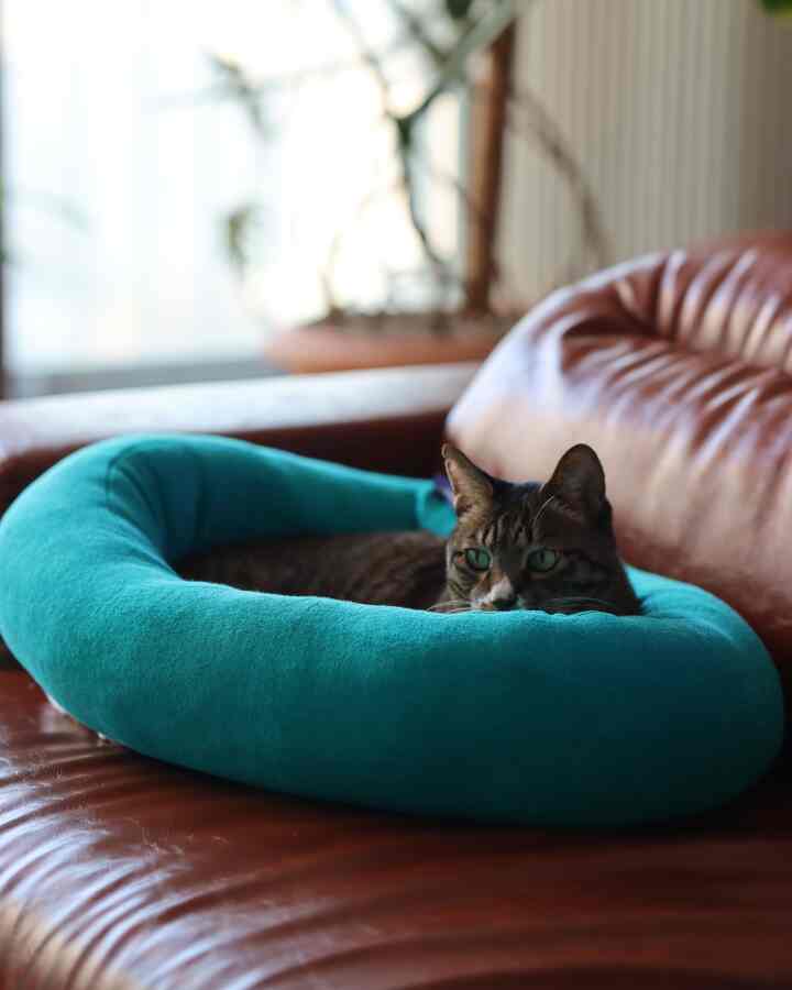 Cozy living room featuring a brown leather sofa with a teal pet bed where a cat is resting comfortably