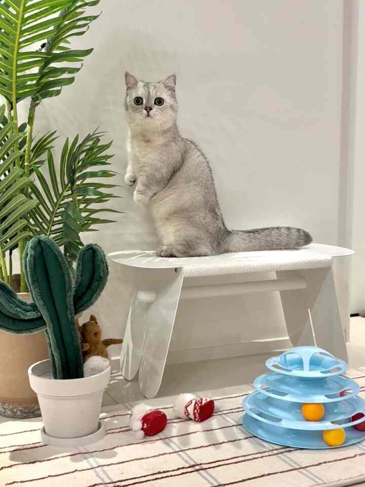 白と緑の色調の空間、キャットタワーとペット用おもちゃが配置された雰囲気のあるペットスペース