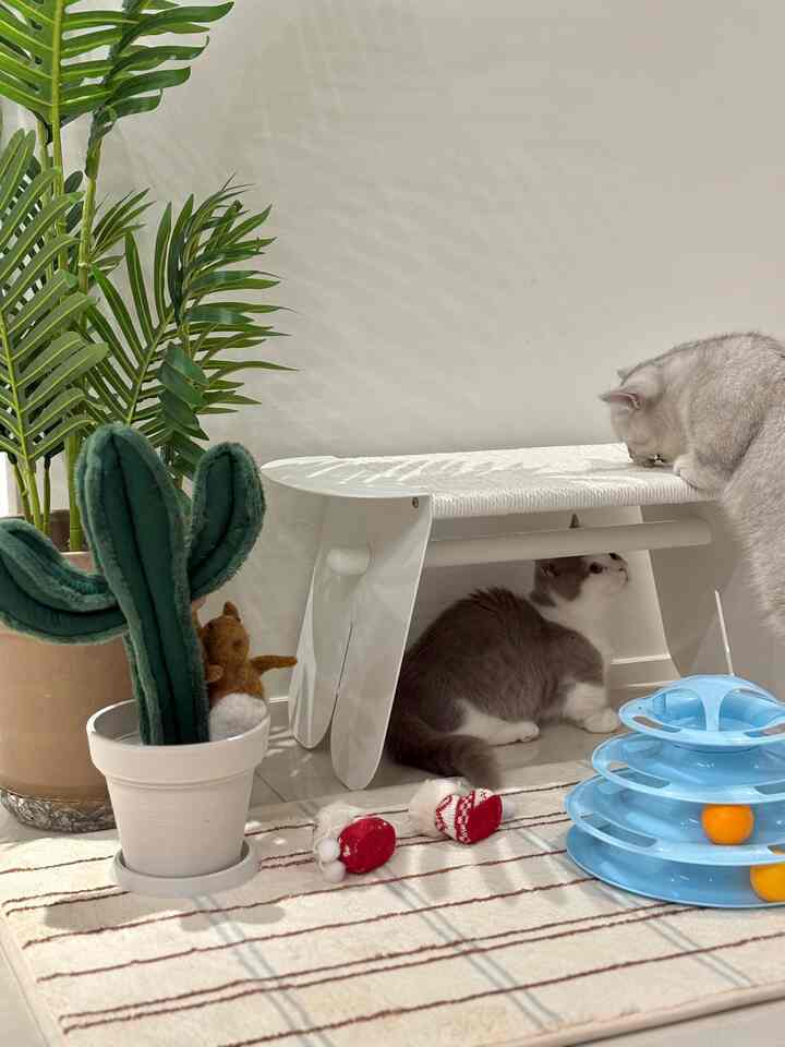 白い壁とラグのあるコンパクトな空間、キャットタワーとペット用おもちゃが配置され、2匹の猫が遊ぶ雰囲気のあるインテリア