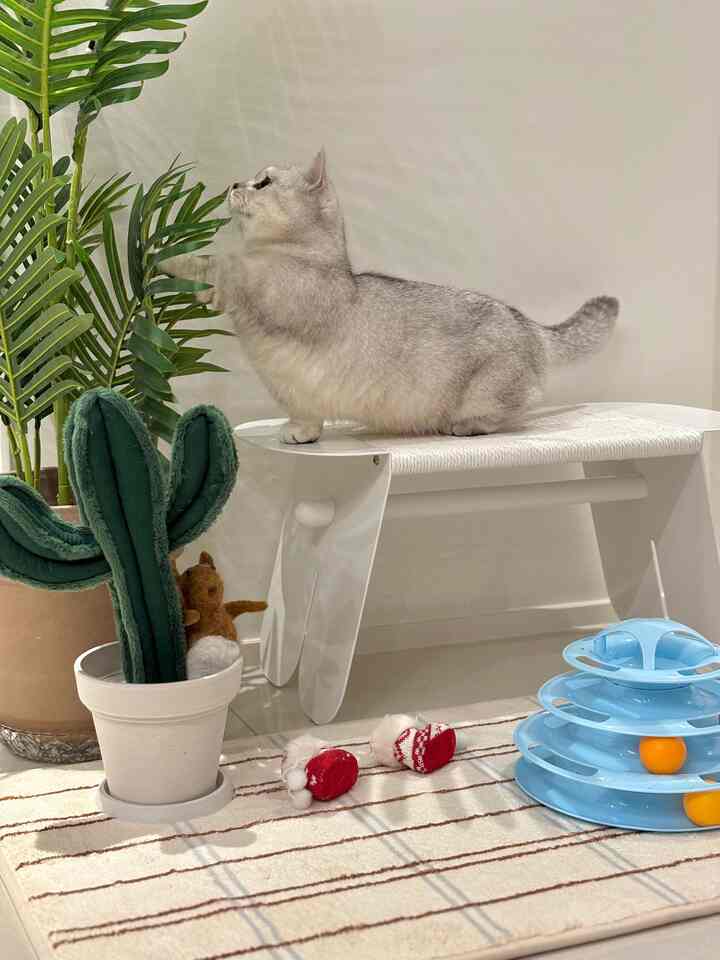 白を基調とした空間に猫と植物、ペット用おもちゃが配置された落ち着いたインテリア