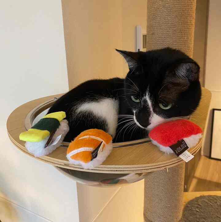 木目調のリビングに設置されたキャットタワーの上に座る黒白の猫と寿司形のおもちゃが配置された雰囲気のあるインテリア