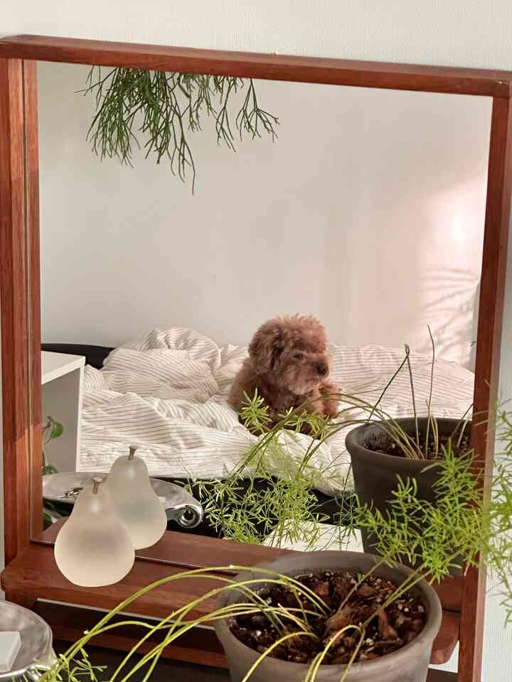 Beige and wood tone bedroom featuring wooden framed mirror and plants in a natural modern style, with a dog sitting on the bed reflected in the mirror