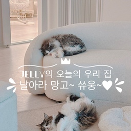 #콘수프기록 #오늘의우리집 #날아라망고
오늘의 저희 집은~~~
귀여운 망고의 자는 모습인데욤~~~😻😻😻
마치 슈퍼맨처럼 날아갈 것 같지 않나요~
망토 하나 둘러줘야 할 것 같아욤~ ㅋㅋㅋ
멀리 소파에 앉아서 고개를 들었는데
망고 뒷다리 두 개가 뿅뿅 하늘을 향해 있고
앞다리는 앞으로 나란히~ 하고 있는게 
넘 귀엽고 웃기더라구욤~
그래서 빨리 카메라를 들었어요~
마침, 젤리가 그 옆을 지나가니까
눈 뜨고 기지개 쭈우욱~~~ 하고
다시 눈 꼬옥 감고 자요~~~
기지개 켤 때 핑쿠핑쿠 젤리 발바닥 넘 귀엽구욤~🐾🐾🐾
소파에서 자고 있는 냥이는 아빠냥 우유입니당~💛💛💛
💛일곱 냥 이름 : 초코 우유 딸기 쨈 망고 젤리 크림💛
#프렌치인테리어 #화이트인테리어 #꼬떼따블
#거실인테리어 #거실 #부클레소파 #예쁜소파
#일곱냥집사 #고양이 #반려묘 #맞팔
#러그 #타원러그 #대형러그 #거실꾸미기
#방묘문 #아치가벽 #아치게이트 #가벽 #아치파티션 
#오늘의장면한컷 #집사인테리어
#노르웨이숲 #놀숲 #집사일상 #집사의집 #집사의하루

