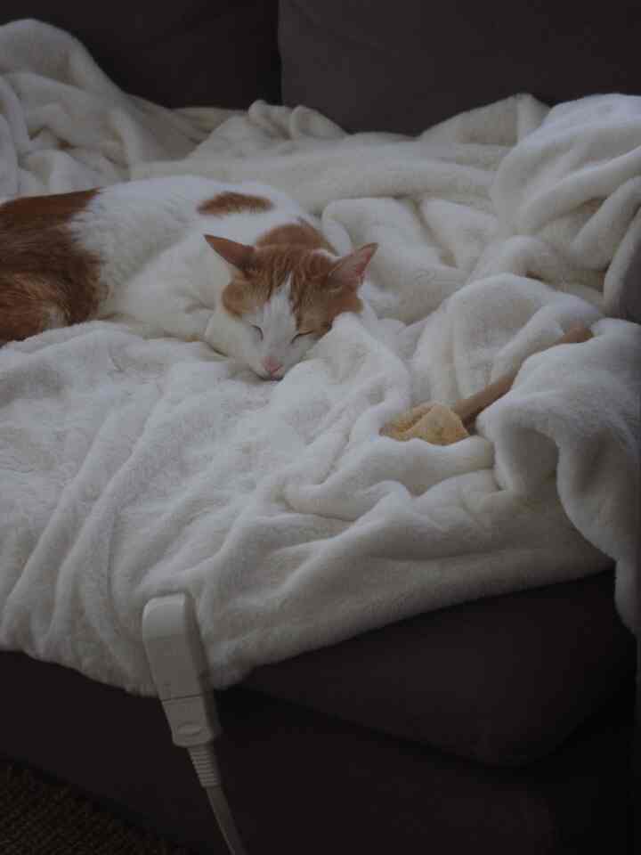 柔らかい白いスローの上で眠るオレンジ色の猫がいる、居心地の良いリビングルームの様子