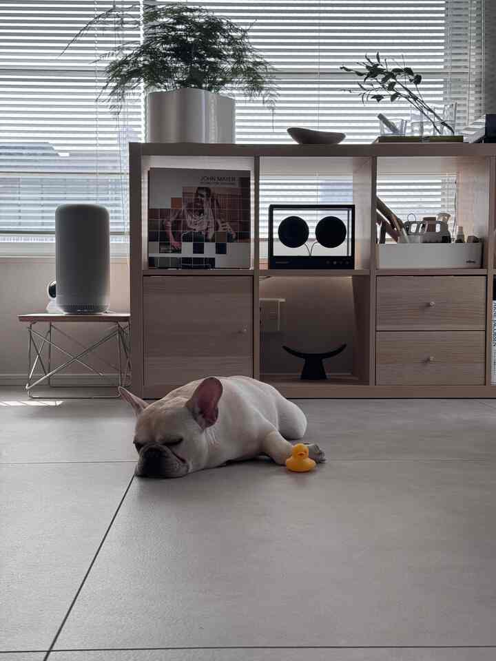 白と木目調の落ち着いたリビング、中央に寝ているフレンチブルドックと小さなアヒルのおもちゃが置かれた印象的な空間