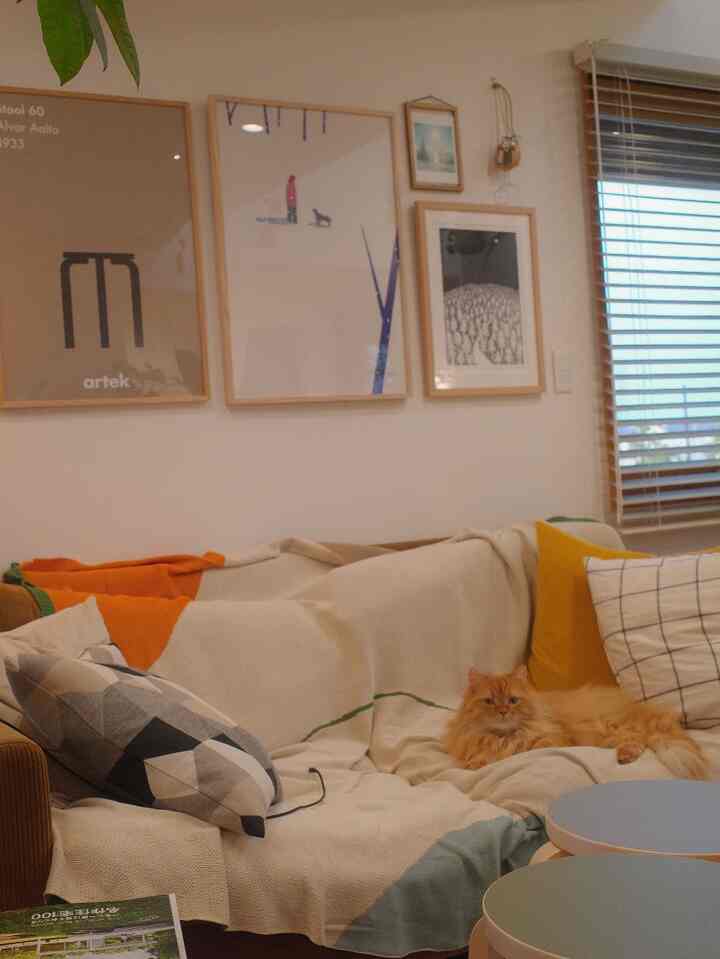 A beige and green toned living room featuring a sofa with cushions and a relaxed orange cat, creating a cozy atmosphere