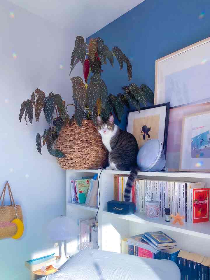 白と青のトーンのリビング、棚の上に座る猫と大きな観葉植物が配置された雰囲気のあるインテリア