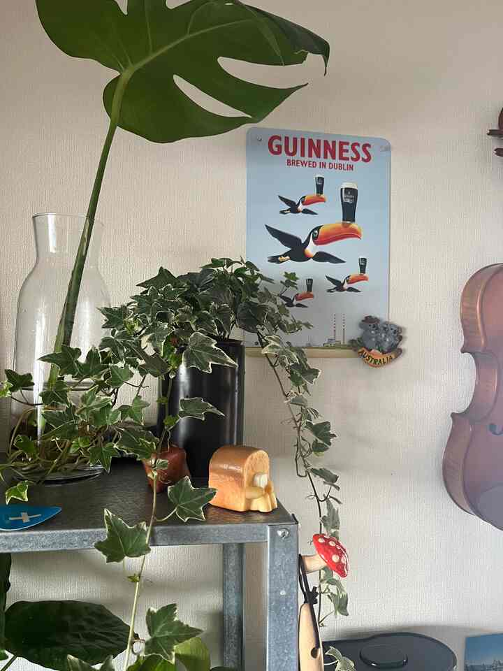 新しいフライパン欲しい。。

#IKEA #アイビー #IKEA #シェルフ　
#ガチャ　#植物棚 #植物