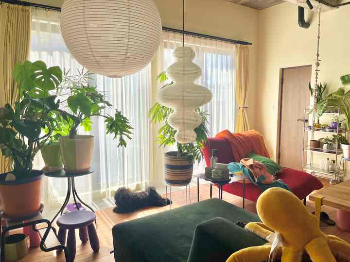 #リビング #リビング植物 #リビングインテリア #ソファ #観葉植物 #モンステラ #カラフル #カラフルインテリア #カラフルなインテリア #ミッドセンチュリー #リノベーション #リノベ #犬がいる暮らし 