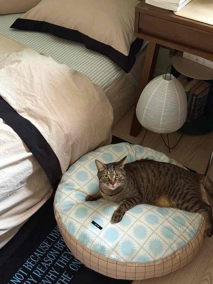 ベージュとライトブラウンの色調の寝室、ベッドとナイトテーブル、そしてペットベッドの上でくつろぐ猫が配置された雰囲気のあるインテリア