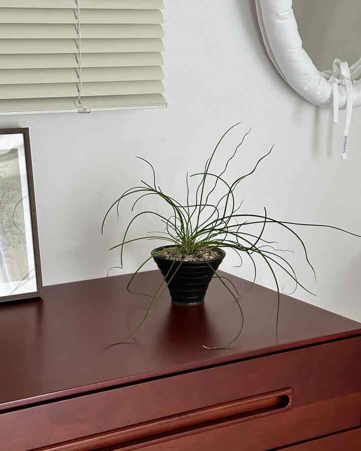 This plant is a spring squash.
It looks great anywhere, has excellent air purification ability, and is easy to grow, so it is popular indoors. It is an attractive plant that grows well even in places with little light and becomes more twisted when exposed to sunlight.

#Today's Home #콘수프기록 #식물인테리어 #스프링골풀 #플랜테리어 #거실인테리어 #거실꾸미기 #다이닝룸 #다이닝룸꾸미기 #빈티지가구 #원목인테리어