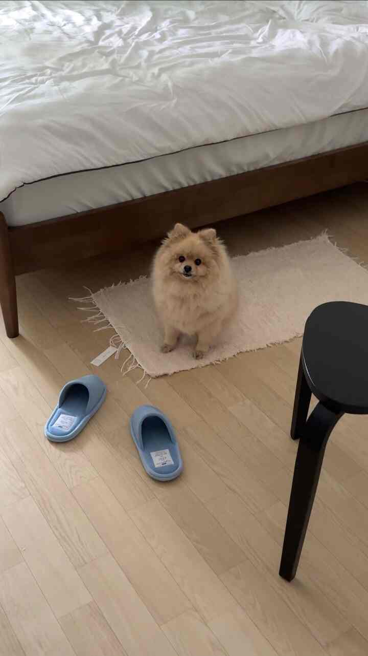 ベッドの横に散布時に敷き詰めた #villa501 コットンラグ🤍✨
私より私の家の子犬が好きなようです🫶🏻

＃ベッドルーム＃ベッドルームインテリア＃ベッドルーム装飾＃ベッドルームスタイリング＃ベッドルーム家具＃ベッドルームラグ＃ベッドルームインテリア小道具＃ベッドルーム小道具＃ラミエス＃ラミエスベッド＃ベッドインテリア＃ベッドフレームおすすめ＃ベッドフレーム＃ムードベッド＃ベッド推奨ラ501＃ポルトガルグ＃ラグインテリア＃ラグおすすめ＃ルームシューズ＃メゾンルームルーム＃今日の家で買った＃