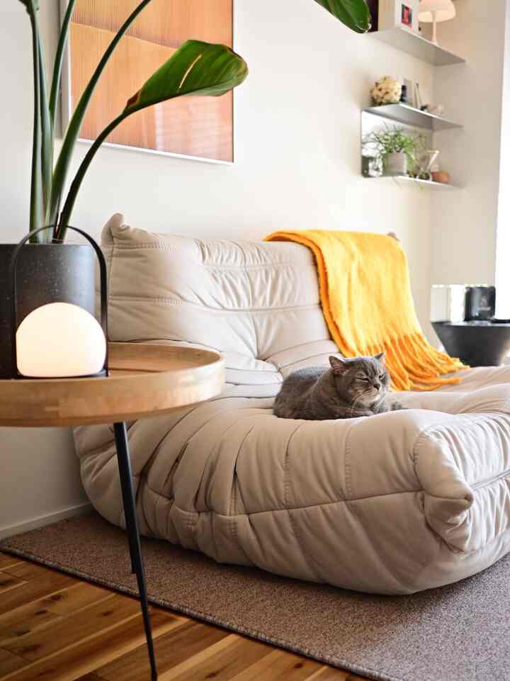 Soft beige-toned living room featuring a cozy sofa with a gray cat resting, creating a natural and relaxed atmosphere