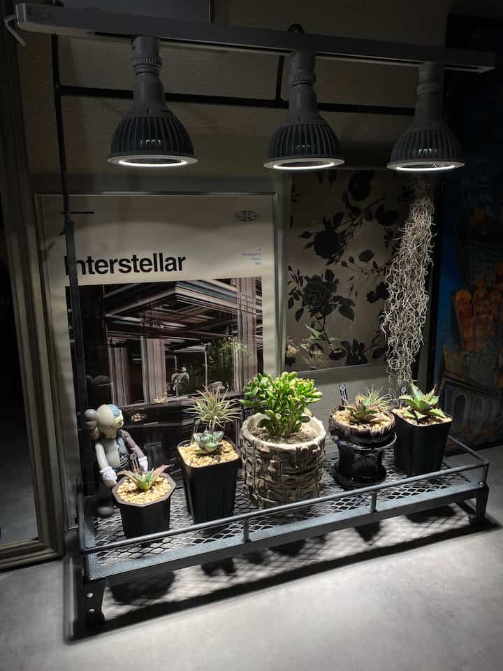 父に作製してもらったライトスタンド付き植物棚

#北欧 #北欧インテリア #北欧風 
#観葉植物 #塊根植物
#植物のある生活 
#韓国インテリア 
#ライト 