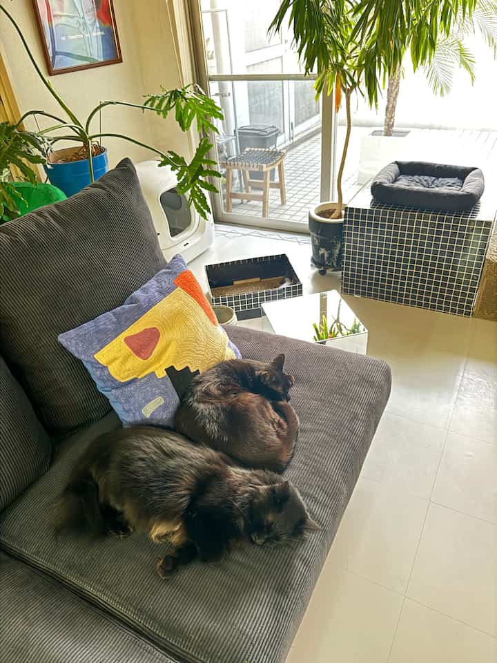 チャコール色調のリビング、ソファで休む黒い猫2匹とミッドセンチュリーモダンのクッション、大きな窓がある雰囲気のあるインテリア