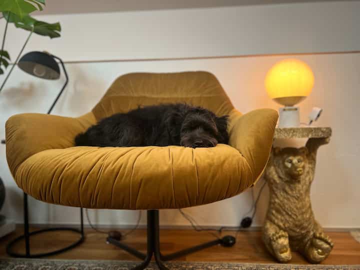 ナチュラルな色調のリビングで、黄色のアームチェアに黒い犬が心地よさそうに横たわっている雰囲気のあるインテリア