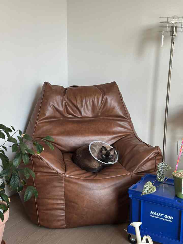 茶色のビーズクッションソファと猫がいる明るく清潔な一人暮らしのリビング