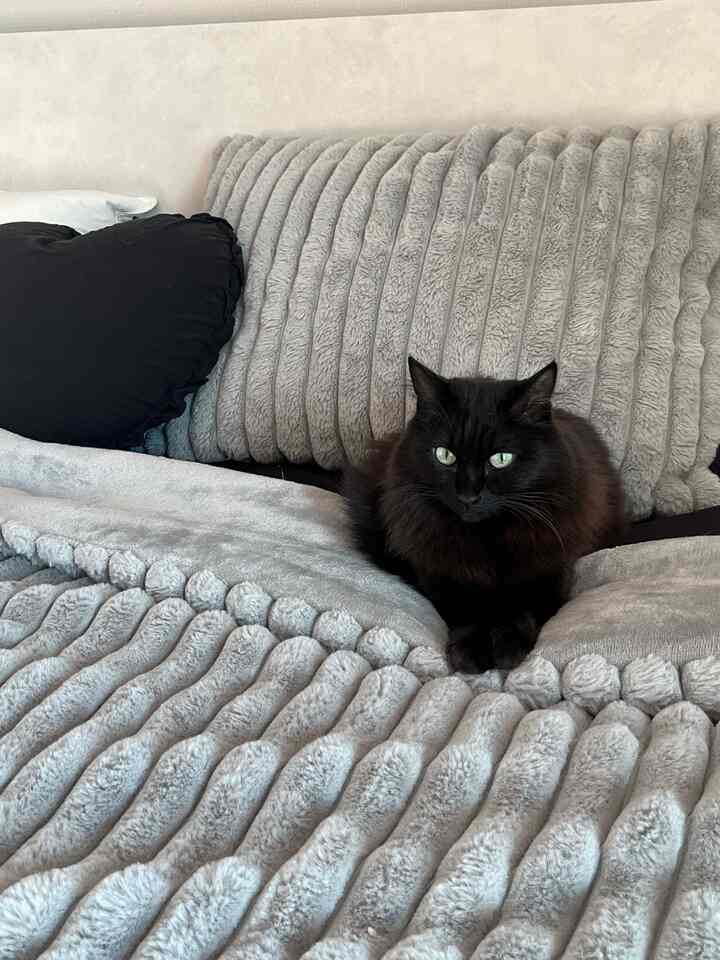 #예쁜템최고야 #콘수프기록

Cuacanya sudah jauh lebih hangat sekarang, jadi saya pakai #극세사이불
Selimut ini sungguh nyaman dan bagus!
Saya bertanya-tanya apakah #블랙인테리어 cocok untuk rumah saya.
Berkoordinasi dengan Dormore #하트쿠션
Cantik dan bagus 🖤 Bahkan debu pun ditambahkan untuk menyempurnakannya!
Saya rasa saya harus mengeluarkannya musim dingin ini.

#Pengantin baru #신혼집인테리어 #신혼집침실 #신혼부부
#kamar tidur #침실인테리어 #침구 #침실꾸미기
#DekorasiRumah #홈데코 #홈리빙 #맞팔 #콘수프챌린지 