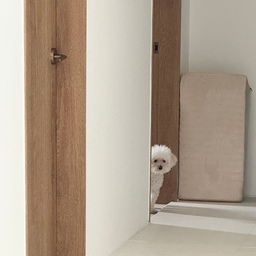 귀여운 우리집 털뭉탱
#디아망 #디아망벽지 #디아망회벽화이트 #디아망모던회벽 #알오하 #홈캠거치대 #크림하우스 #크림하우스매트 #크림하우스매트시공 