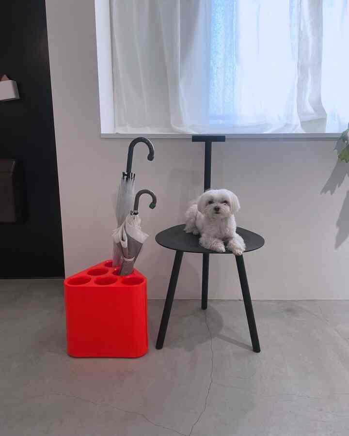 I used my saved up points to buy the orange MAGIS Poppins!
The color is almost fluorescent orange and it's super cute.

#ColorfulInterior #MAGIS #土間 #モルタル #傘立て