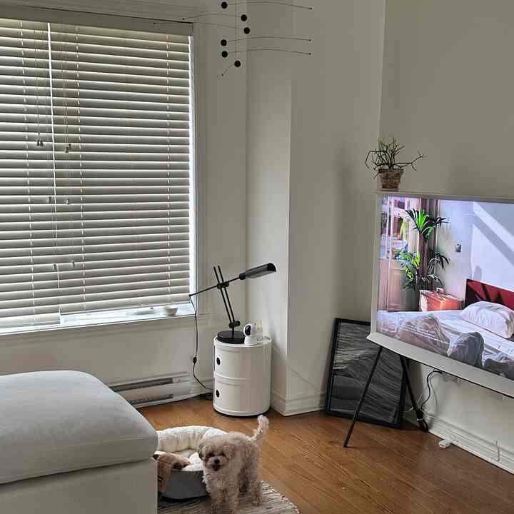 白と木目調を基調としたリビング、小さな犬と共に過ごすシンプルモダンな空間