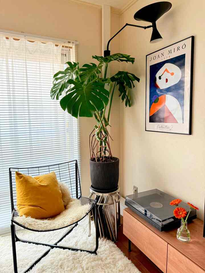 モンステラの葉を何本か剪定して、これから新芽が生えるように調整中🌿

#春 #リビング #リビングインテリア #観葉植物 #モンステラ #IKEA #レコードプレイヤー　#花瓶
#アート・絵画 #アート