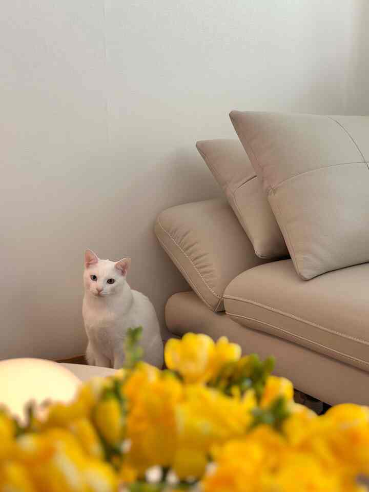 Cozy living room with cream-colored sofa, yellow freesias, and a white cat sitting near the wall