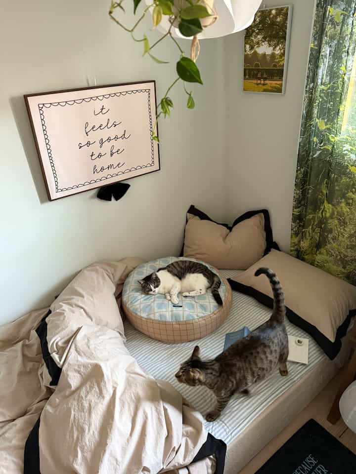 Beige and blue toned bedroom featuring bedding and cushions with two cats resting comfortably, creating a cozy atmosphere