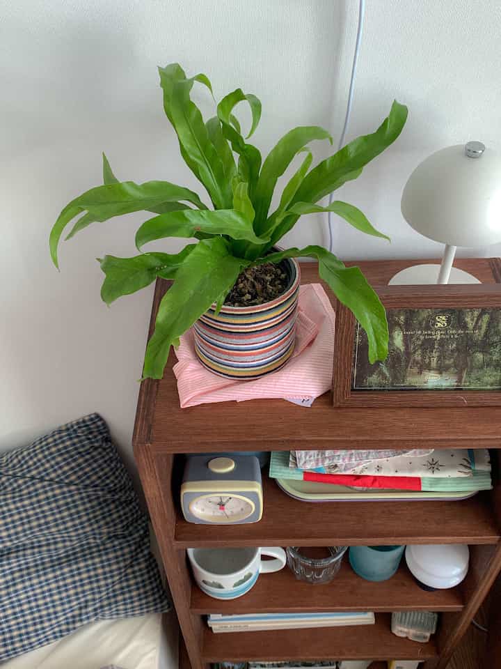 Natural toned small room featuring a multi-striped pot cover, wooden shelf, and white table lamp creating a cozy vibe