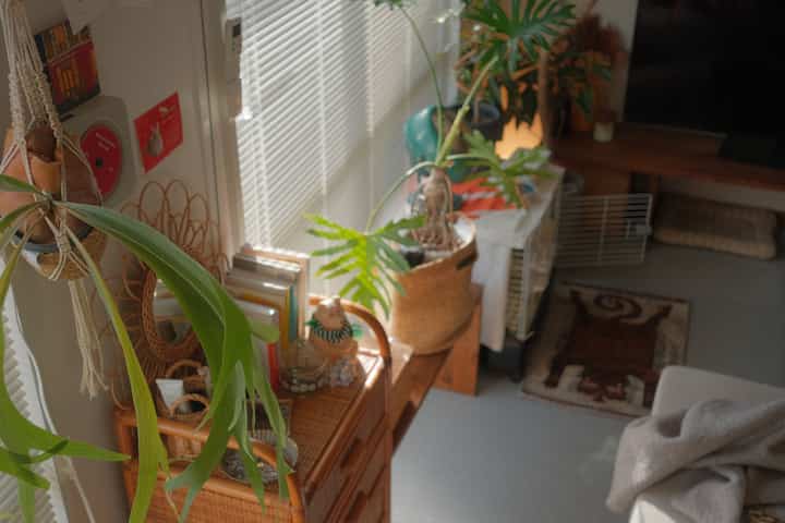 窓際植物多め🪴

#リビング
#植物
#インテリアグリーン
#観葉植物