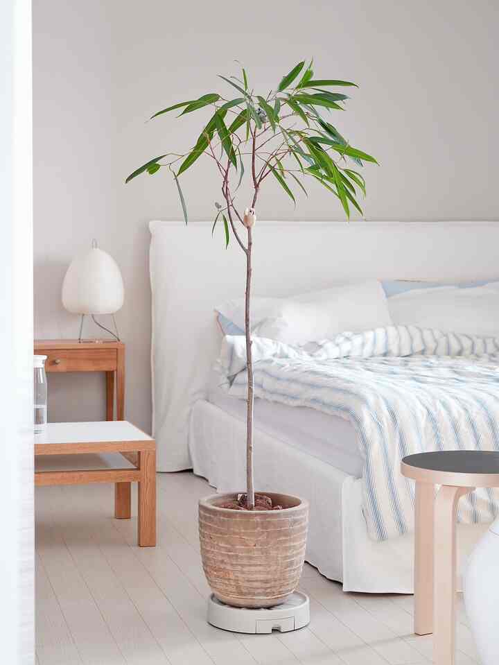 引越後まだ整理されていない家を一生懸命整理しています！まず枯れている植物を管理するために牡丹ハウスを活用してみました！ : )  #오시흥 #플랜테리어 #원예 #식물 #침실 #인테리어