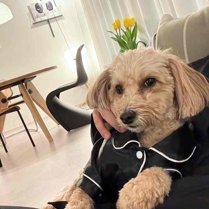 A white and natural wood tone living room featuring mid-century modern dining furniture and a dog in black pajamas creating a peaceful atmosphere