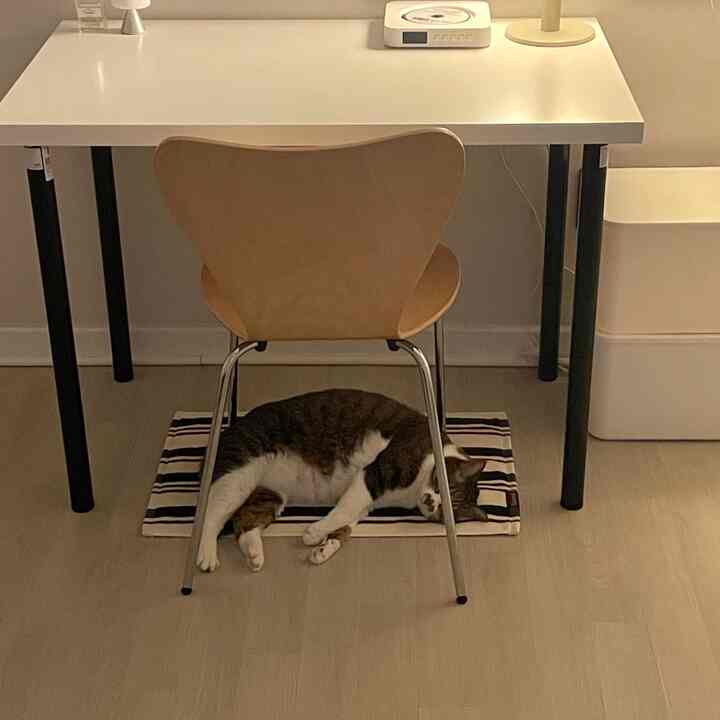 ナチュラルカラーのデスクとチェアが配置されたホームオフィス、椅子の下で猫が寝ている落ち着いた空間