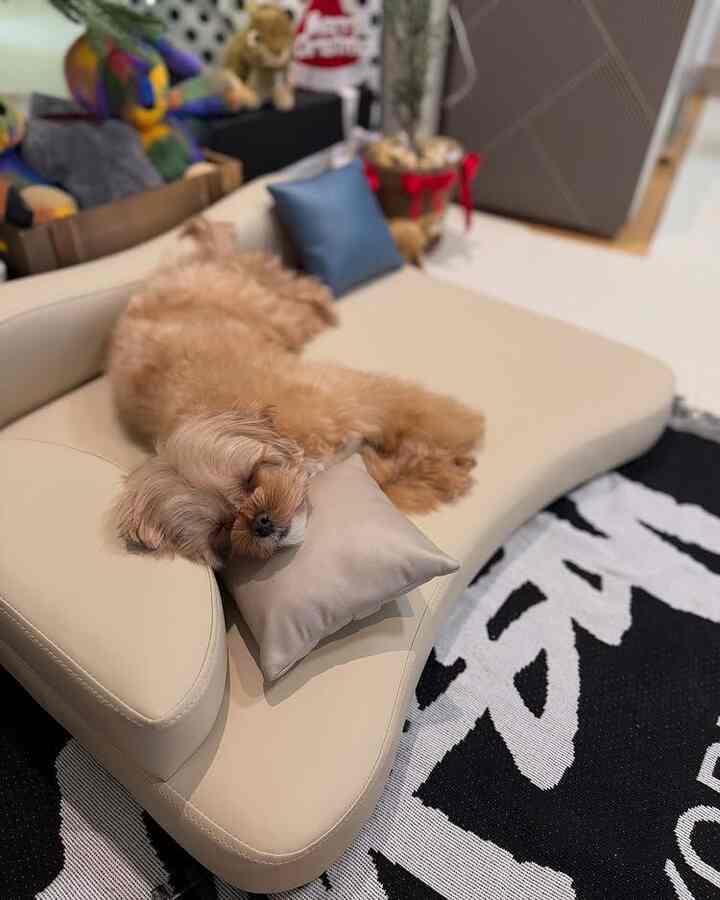 ルシド ペット ベッド［3色・2サイズ］を使ったコーディネート 3