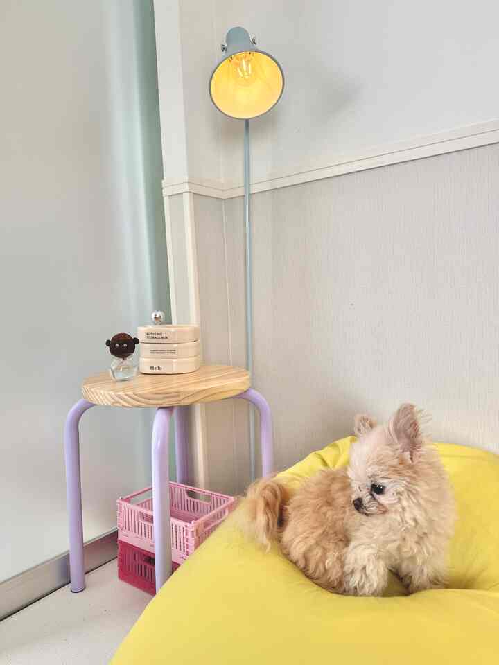 黄色いビーズクッションにライトブラウンの犬がいる小さな空間、落ち着いた暖かい雰囲気のインテリア